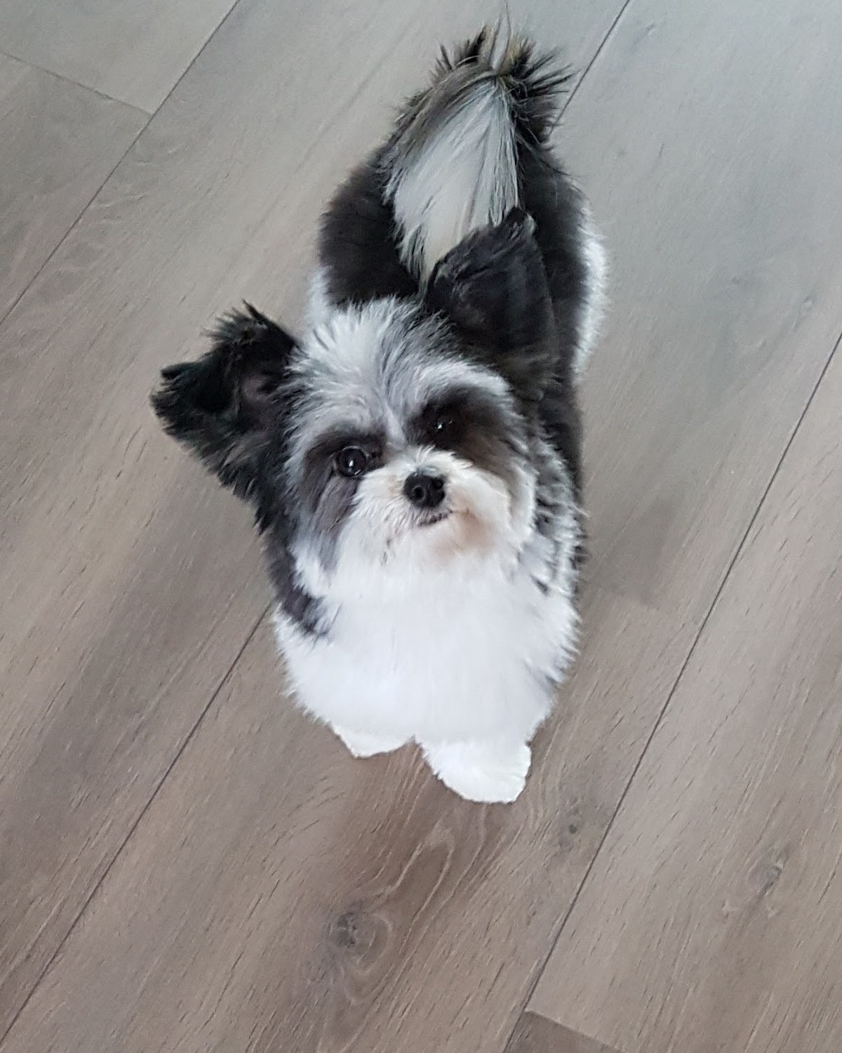 Een klein zwart-wit hondje op een houten vloer, kijkt omhoog